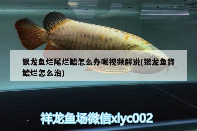 銀龍魚爛尾爛鰭怎么辦呢視頻解說(銀龍魚背鰭爛怎么治) 銀龍魚爛尾爛鰭怎么辦呢視頻解說(銀龍魚背鰭爛怎么治) 銀龍魚百科