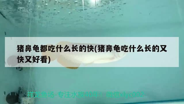 豬鼻龜都吃什么長(zhǎng)的快(豬鼻龜吃什么長(zhǎng)的又快又好看)