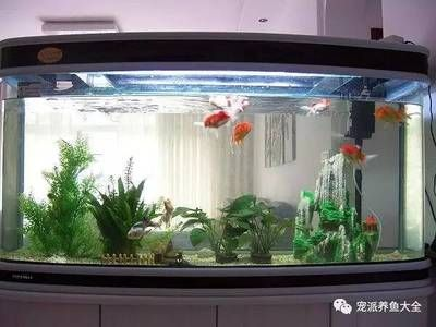 大型魚缸怎么養(yǎng)魚省錢：如何在保證水質(zhì)和魚兒健康的同時(shí)，盡可能地節(jié)省開支