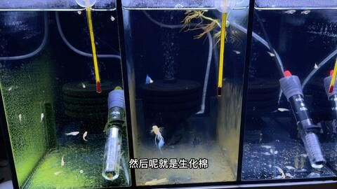 火口魚圖片和火口魚圖片和火口魚圖片和火口魚哪個最好看，火口魚圖片和火口魚哪個最好看