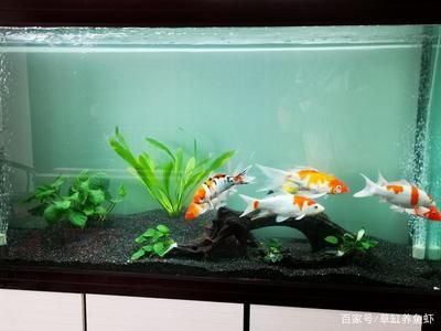 大型魚缸怎么養(yǎng)魚省錢：如何在保證水質(zhì)和魚兒健康的同時(shí)，盡可能地節(jié)省開支