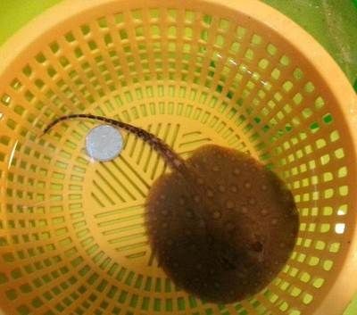 魟魚繁殖疾病預防措施