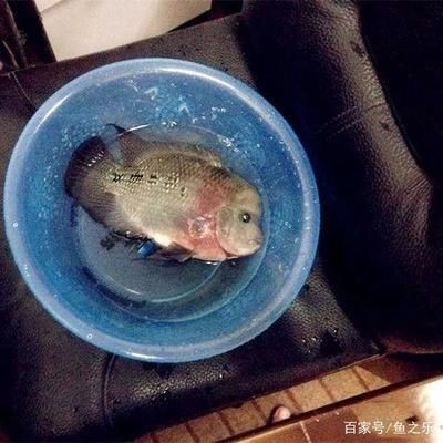魟魚繁殖疾病預防措施