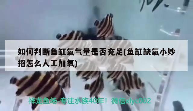 金龍魚用什么燈光（藍底過背金龍魚用什么燈光）