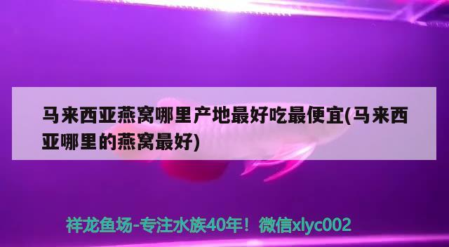 金龍魚用什么燈光（藍(lán)底過背金龍魚用什么燈光）