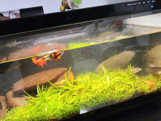 魚缸水泵嗡嗡響不抽水視頻教程，如何判斷魚缸水泵故障魚缸水泵電壓調(diào)整指南