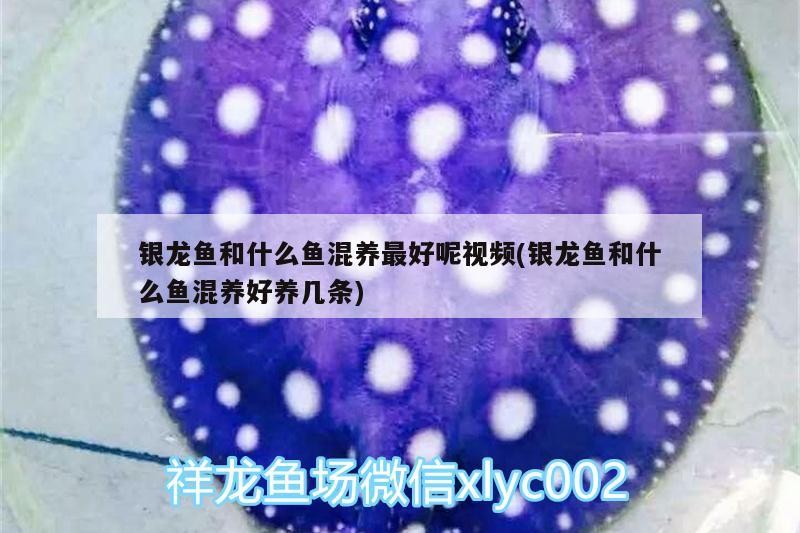 銀龍魚(yú)和什么魚(yú)混養(yǎng)最好呢視頻(銀龍魚(yú)和什么魚(yú)混養(yǎng)好養(yǎng)幾條)