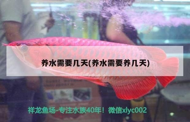龍魚需要養水幾天才能養活呢vs祥龍魚場：新魚缸養水一般要花上6-9天的時間
