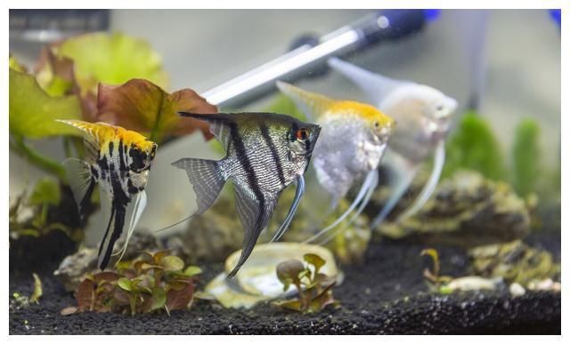 大型魚缸需要用什么玻璃 大型魚缸需要用什么玻璃 魚缸百科 第3張