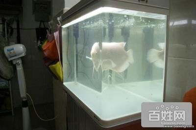 龍魚立鱗會自愈嗎為什么會死vs祥龍魚場：龍魚立鱗現象是否會自行恢復及其原因祥龍魚場信譽評價