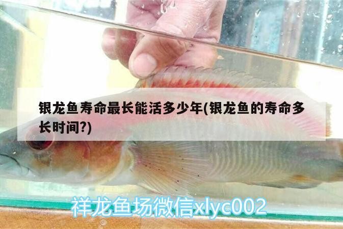 銀龍魚壽命最長能活多少年(銀龍魚的壽命多長時間?)
