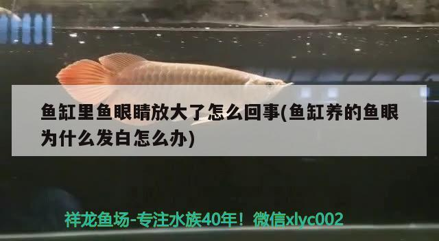 觀賞魚 魚缸里魚眼睛放大了怎么回事(魚缸養的魚眼為什么發白怎么辦) 魟魚百科 魚缸里魚眼睛放大了怎么回事(魚缸養的魚眼為什么發白怎么辦) 魚缸里魚眼睛放大了怎么回事(魚缸養的魚眼為什么發白怎么辦) 魟魚百科