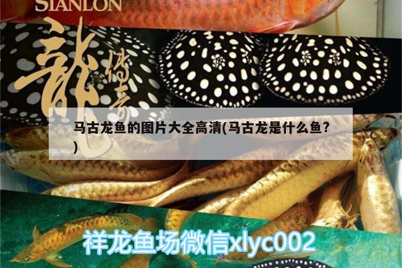 馬古龍魚的圖片大全高清(馬古龍是什么魚?)