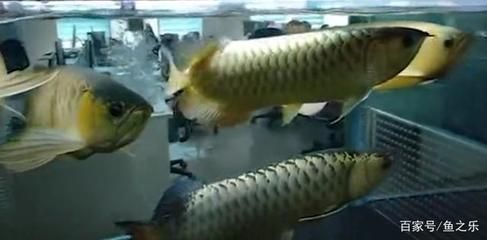 龍魚(yú)的tds指標(biāo)vs祥龍魚(yú)場(chǎng)：祥龍魚(yú)場(chǎng)的tds指標(biāo)是衡量水質(zhì)好壞的一個(gè)重要指標(biāo)