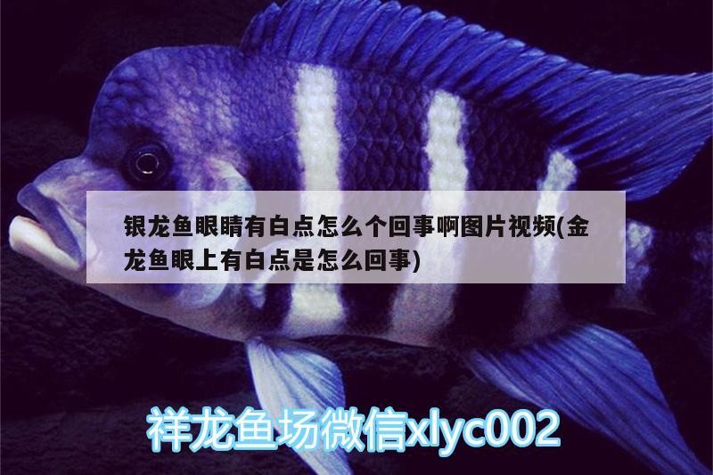 銀龍魚眼睛有白點怎么個回事啊圖片視頻(金龍魚眼上有白點是怎么回事)