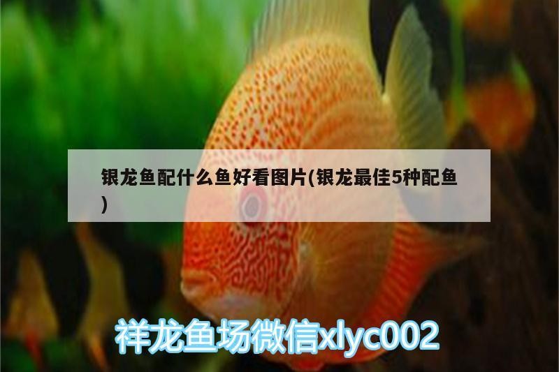 銀龍魚配什么魚好看圖片(銀龍最佳5種配魚) 銀龍魚配什么魚好看圖片(銀龍最佳5種配魚) 銀龍魚百科