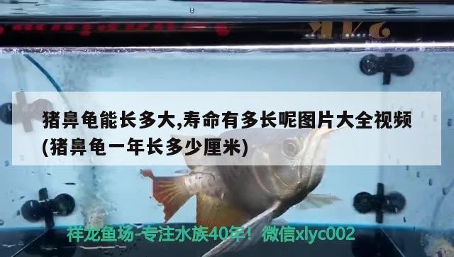 豬鼻龜能長多大,壽命有多長呢圖片大全視頻(豬鼻龜一年長多少厘米)