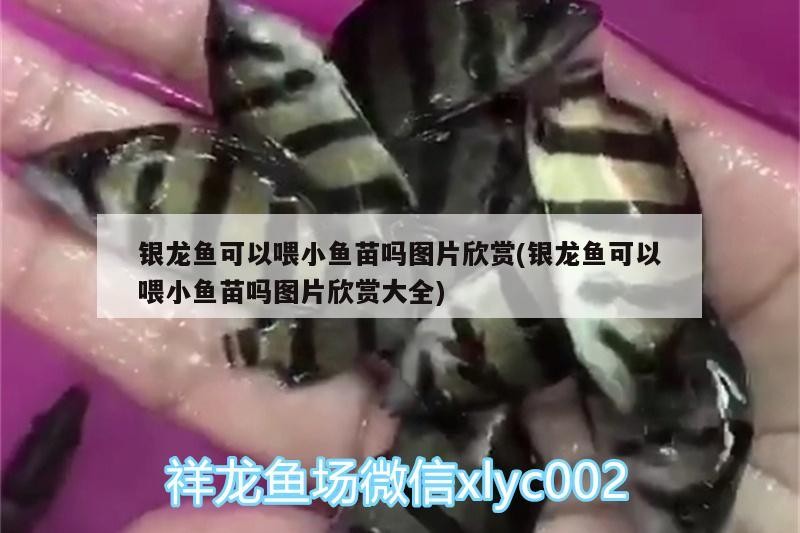銀龍魚可以喂小魚苗嗎圖片欣賞(銀龍魚可以喂小魚苗嗎圖片欣賞大全) 銀龍魚可以喂小魚苗嗎圖片欣賞(銀龍魚可以喂小魚苗嗎圖片欣賞大全) 銀龍魚百科