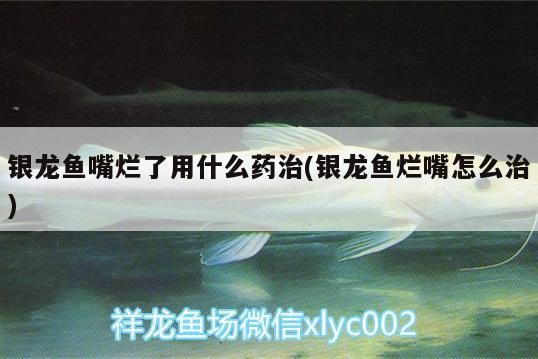 魚缸過濾器選購指南:自制魚缸過濾器魚缸上置過濾器對于養魚愛好者的必備知識 銀龍魚嘴爛了用什么藥治(銀龍魚爛嘴怎么治) 銀龍魚百科 銀龍魚嘴爛了用什么藥治(銀龍魚爛嘴怎么治) 銀龍魚嘴爛了用什么藥治(銀龍魚爛嘴怎么治) 銀龍魚百科