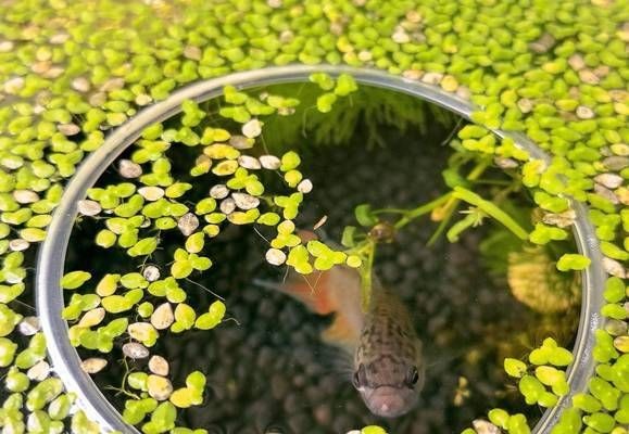 虎皮魚缸加鹽給魚缸加鹽看似簡單，但需要注意事項和注意事項：全皮魚缸加鹽的技巧