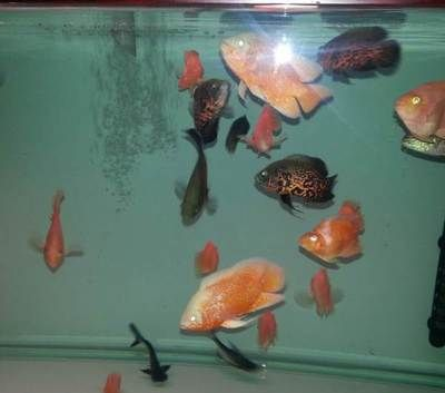 虎頭鯊的飼養(yǎng)技巧：虎頭鯊在魚缸中活躍程度可能受到多種因素影響以下因素的影響