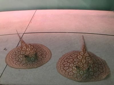 魟魚換水后打卷怎么辦:魟魚在換水過程中出現打卷的情況是由于水質變化過大 魟魚百科 第2張 魟魚換水后打卷怎么辦:魟魚在換水過程中出現打卷的情況是由于水質變化過大 魟魚換水后打卷怎么辦:魟魚在換水過程中出現打卷的情況是由于水質變化過大 魟魚百科 第2張
