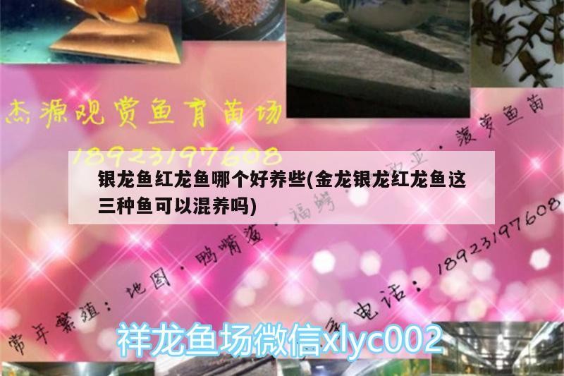 銀龍魚紅龍魚哪個(gè)好養(yǎng)些(金龍銀龍紅龍魚這三種魚可以混養(yǎng)嗎)