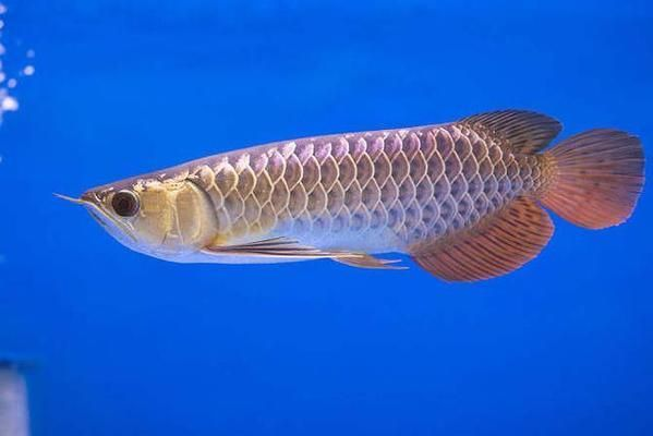 龍魚劍蟲治療vs祥龍魚場：龍魚劍蟲治療vs祥龍魚場口碑評價龍魚劍蟲治療效果對比