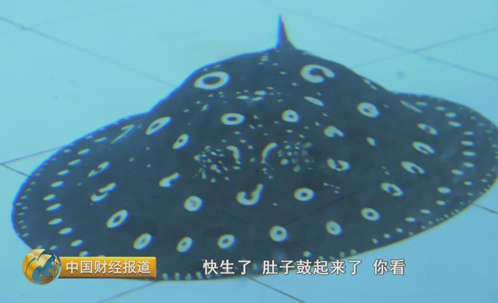 魟魚生小魚視頻：魟魚生小魚的視頻 魟魚生小魚視頻：魟魚生小魚的視頻 魟魚百科 第1張