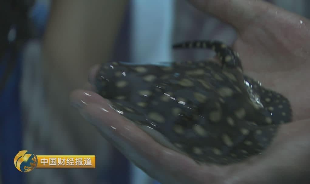 魟魚生小魚視頻：魟魚生小魚的視頻 魟魚生小魚視頻：魟魚生小魚的視頻 魟魚百科 第2張