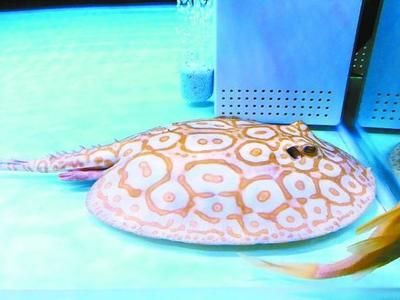魟魚生小魚視頻：魟魚生小魚的視頻 魟魚生小魚視頻：魟魚生小魚的視頻 魟魚百科 第3張