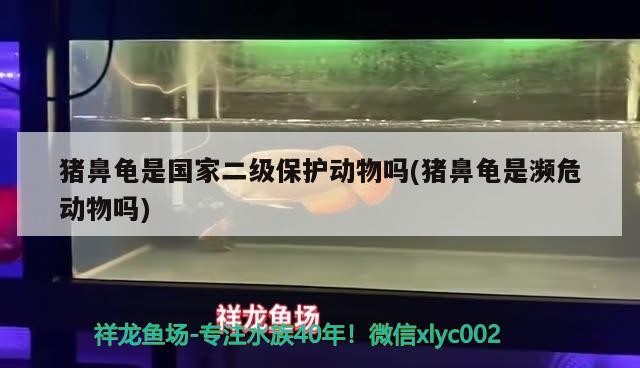 豬鼻龜是國家二級保護動物嗎(豬鼻龜是瀕危動物嗎)