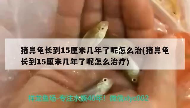 豬鼻龜長(zhǎng)到15厘米幾年了呢怎么治(豬鼻龜長(zhǎng)到15厘米幾年了呢怎么治療)
