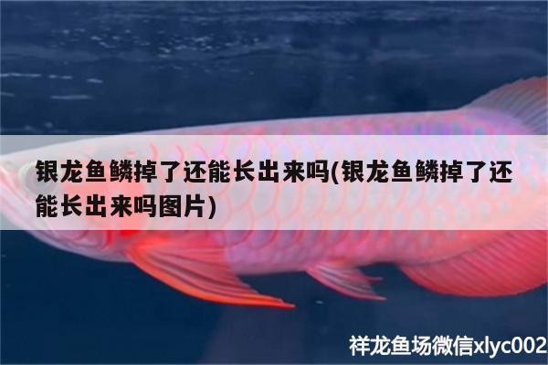 銀龍魚鱗掉了還能長出來嗎(銀龍魚鱗掉了還能長出來嗎圖片)
