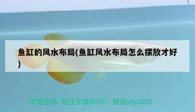 豬鼻龜一年能長(zhǎng)多大啊圖片視頻講解一下(豬鼻龜20cm要長(zhǎng)多久)