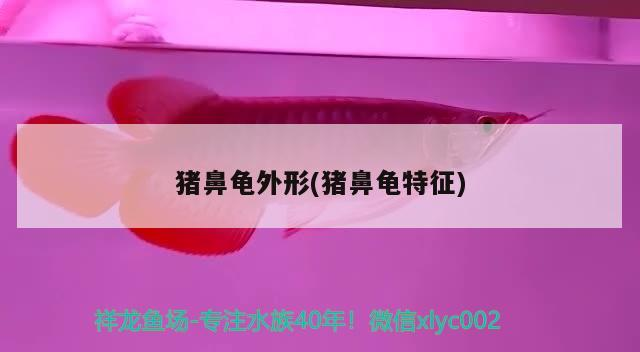 豬鼻龜外形(豬鼻龜特征)