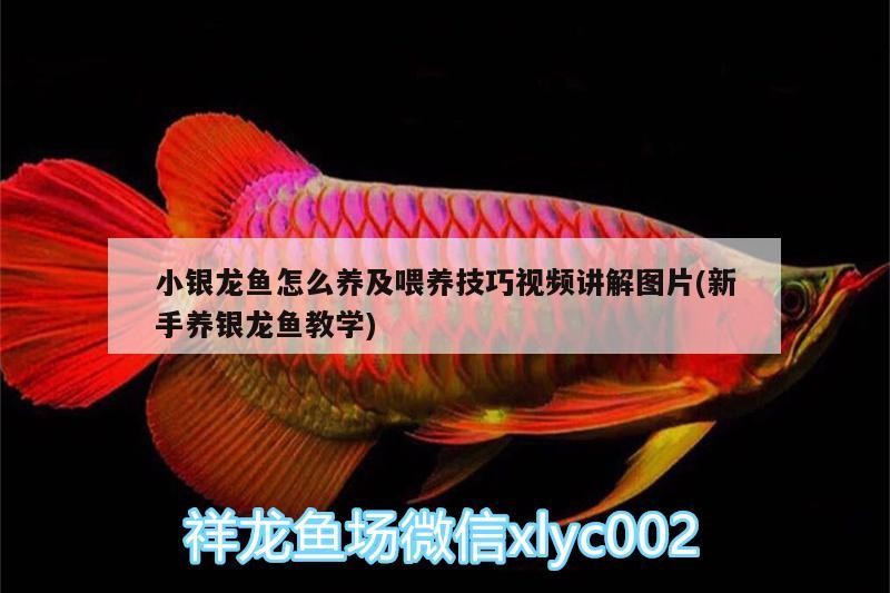小銀龍魚怎么養及喂養技巧視頻講解圖片(新手養銀龍魚教學) 小銀龍魚怎么養及喂養技巧視頻講解圖片(新手養銀龍魚教學) 銀龍魚百科