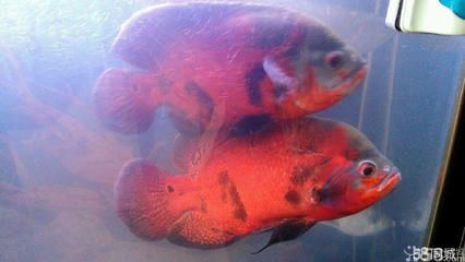 虎頭鯊的飼養(yǎng)技巧，你知道嗎？：虎頭鯊的飼養(yǎng)技巧