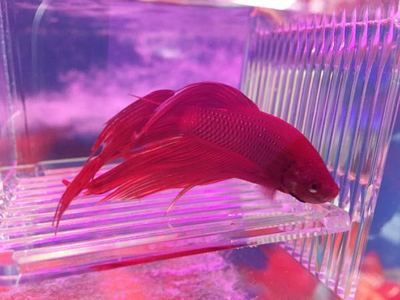 虎頭鯊的飼養(yǎng)技巧，你知道嗎？：虎頭鯊的飼養(yǎng)技巧