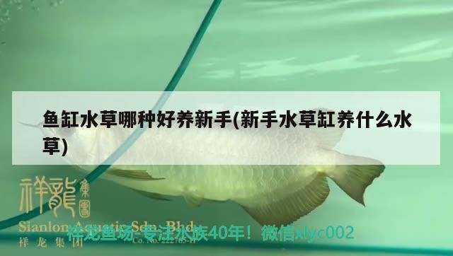 雞胸肉喂龍魚的最佳頻率是多少？（雞胸肉喂龍魚的最佳頻率） 雞胸肉喂龍魚的最佳頻率是多少？（雞胸肉喂龍魚的最佳頻率） 龍魚百科 第1張