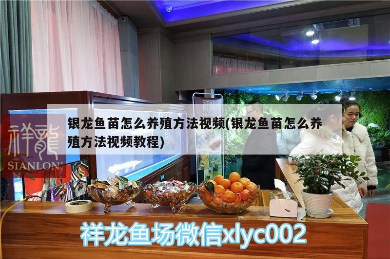 銀龍魚苗怎么養殖方法視頻(銀龍魚苗怎么養殖方法視頻教程)