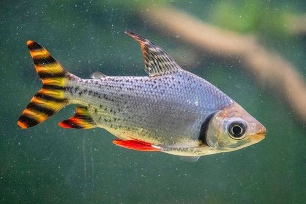 賣魚的魚缸怎么安裝的好看