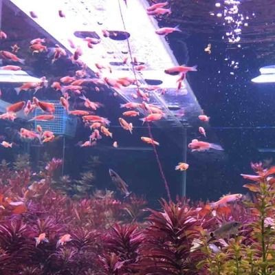 魟魚皇冠怎么養(yǎng)：魟魚皇冠的飼養(yǎng)注意事項