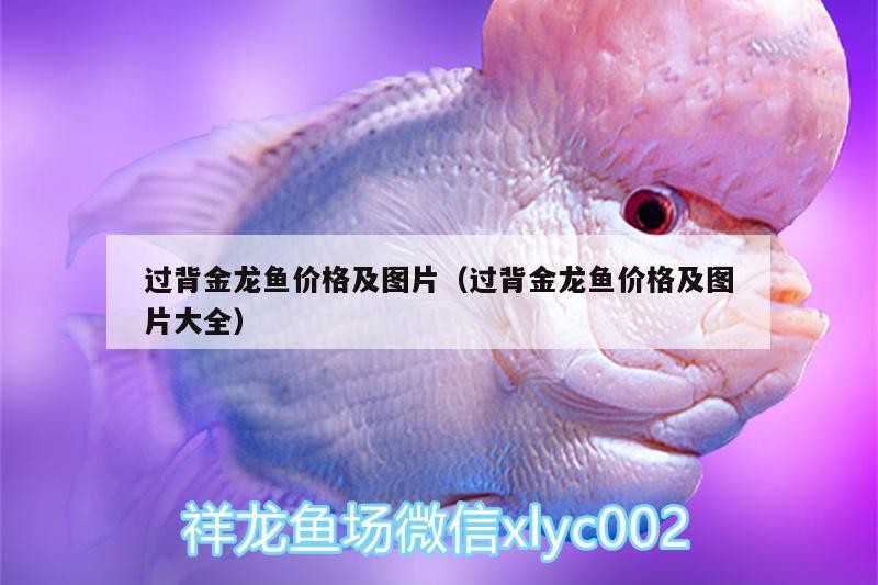 飼料 過(guò)背金龍魚(yú)價(jià)格及圖片(過(guò)背金龍魚(yú)價(jià)格及圖片大全) 金龍魚(yú)百科 過(guò)背金龍魚(yú)價(jià)格及圖片(過(guò)背金龍魚(yú)價(jià)格及圖片大全) 過(guò)背金龍魚(yú)價(jià)格及圖片(過(guò)背金龍魚(yú)價(jià)格及圖片大全) 金龍魚(yú)百科