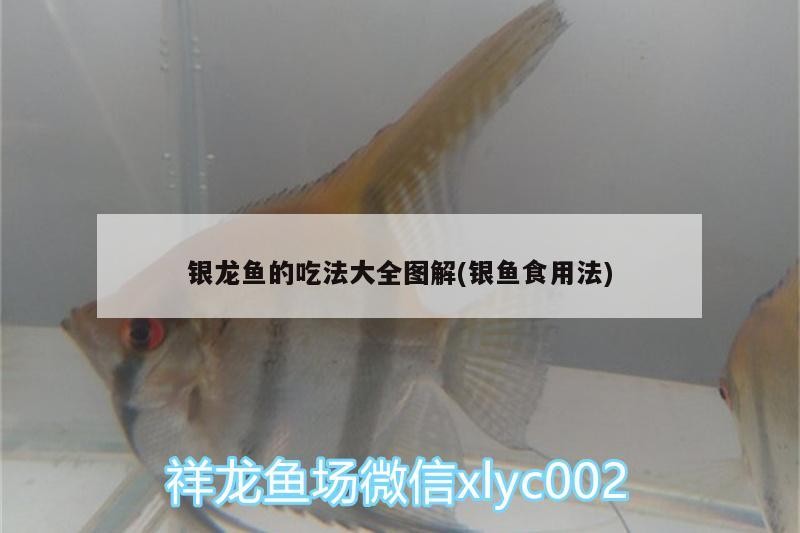 魚缸用增氧泵價格是多少:魚缸增氧機-xtrac增氧機-xtrac增氧機 銀龍魚的吃法大全圖解(銀魚食用法) 銀龍魚百科 銀龍魚的吃法大全圖解(銀魚食用法) 銀龍魚的吃法大全圖解(銀魚食用法) 銀龍魚百科