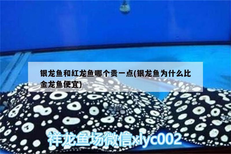 銀龍魚和紅龍魚哪個貴一點(銀龍魚為什么比金龍魚便宜)