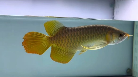 舞姿擺動 舞姿擺動 龍魚論壇
