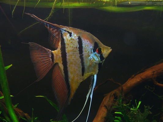 60魚缸養(yǎng)幾條秘魯神仙魚好：60厘米的魚缸適合養(yǎng)什么魚 60魚缸養(yǎng)幾條秘魯神仙魚好：60厘米的魚缸適合養(yǎng)什么魚 魚缸百科