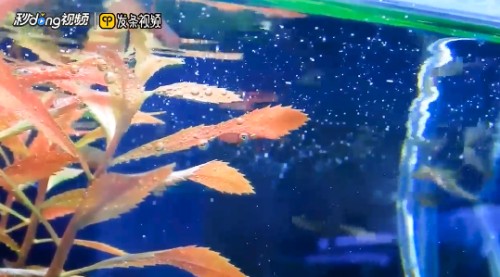 重慶艾博特科技怎么樣知乎（重慶艾博特科技怎么樣知乎）
