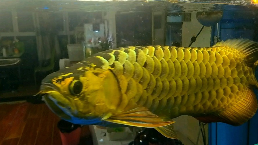 9年20天 9年20天 龍魚論壇